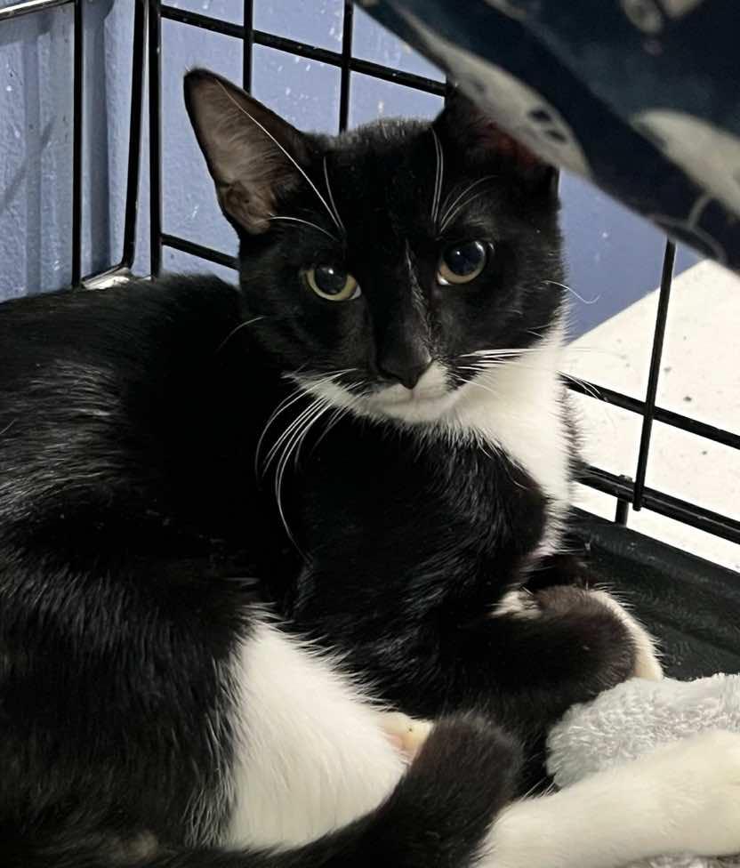 Sylvester, Sullivan and Shadow, a Adoptable Tuxedo in Houston, TX image 2/2