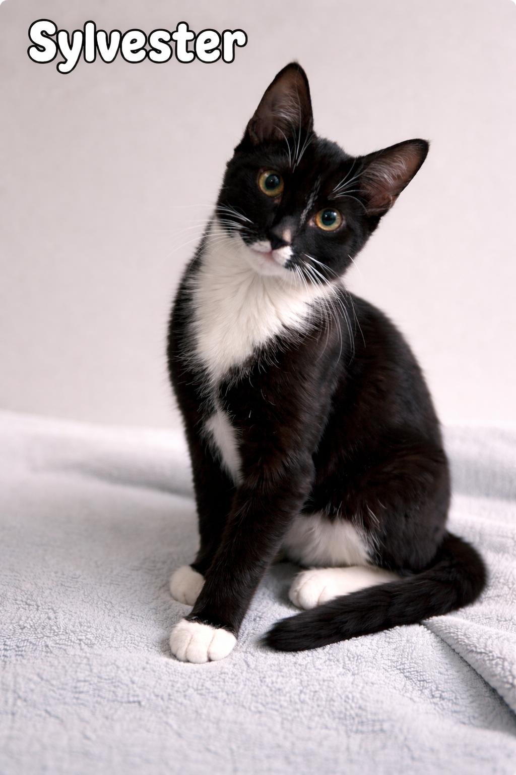 Enlarge Sylvester, a Adoptable Tuxedo in Houston, TX image 3/4