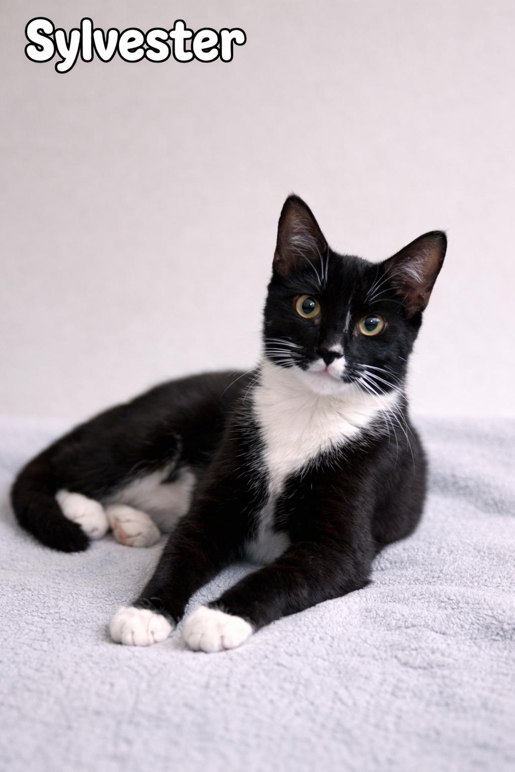 Sylvester, Adoptable, Kitten Male Tuxedo.