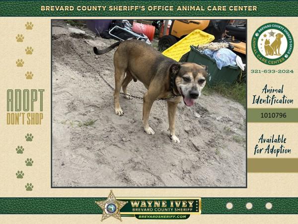 Leroy, Adoptable, Adult Male Mixed Breed.