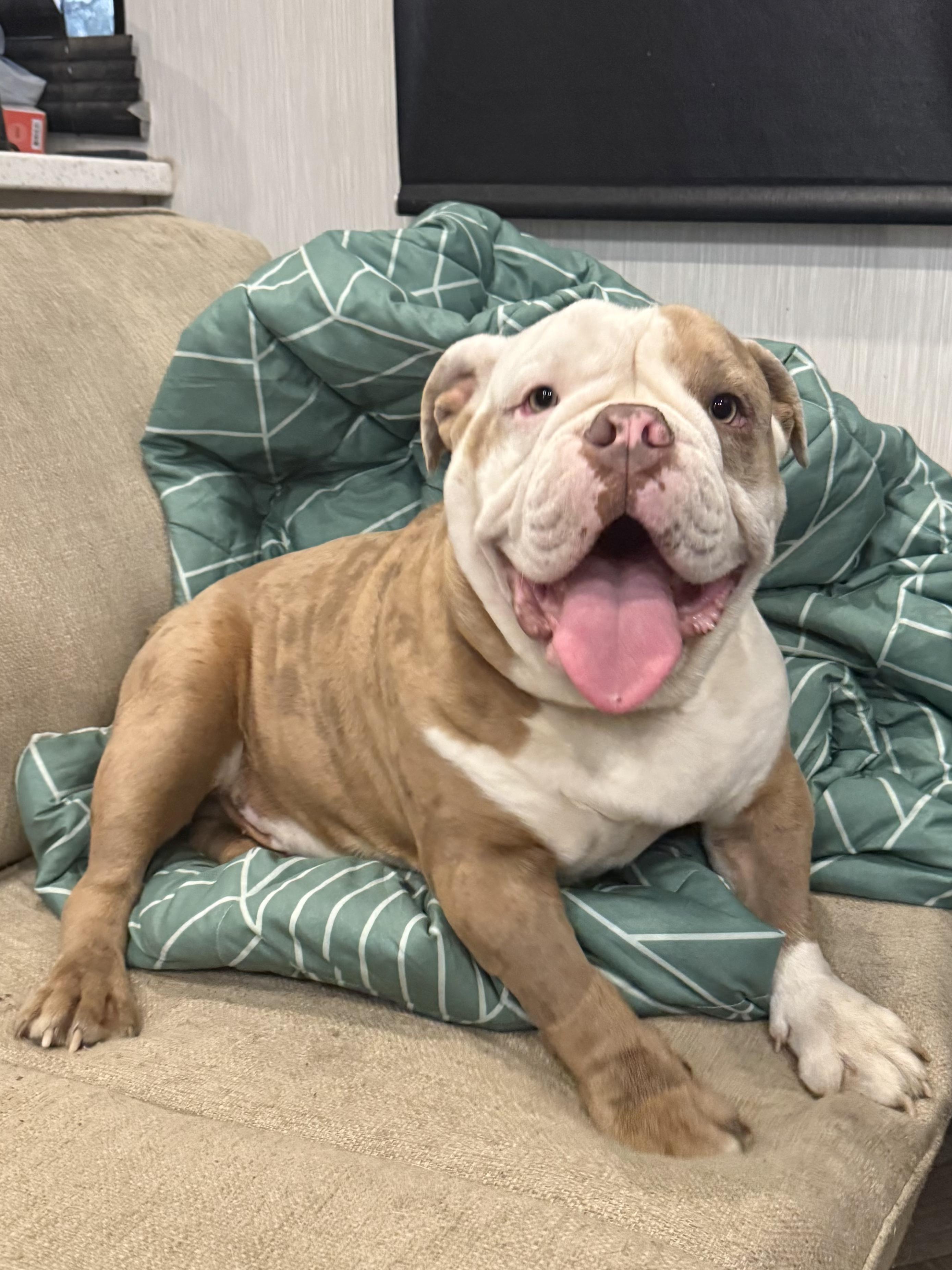 Enlarge WILBUR, a ADOPTABLE English Bulldog in ROWLETT, TX image 1/2