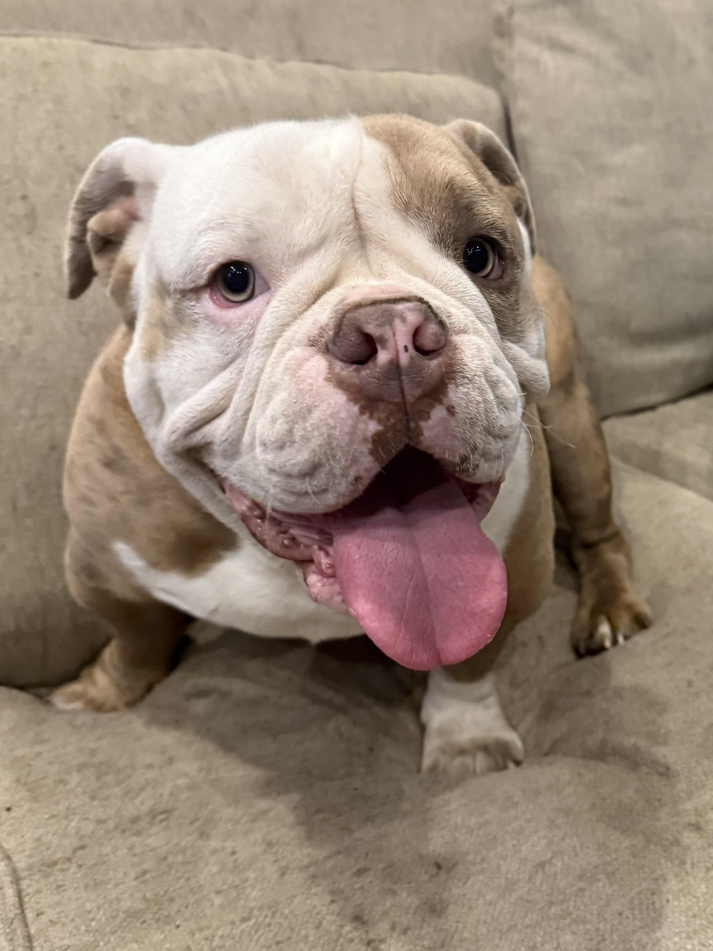 Enlarge WILBUR, a ADOPTABLE English Bulldog in ROWLETT, TX image 2/2