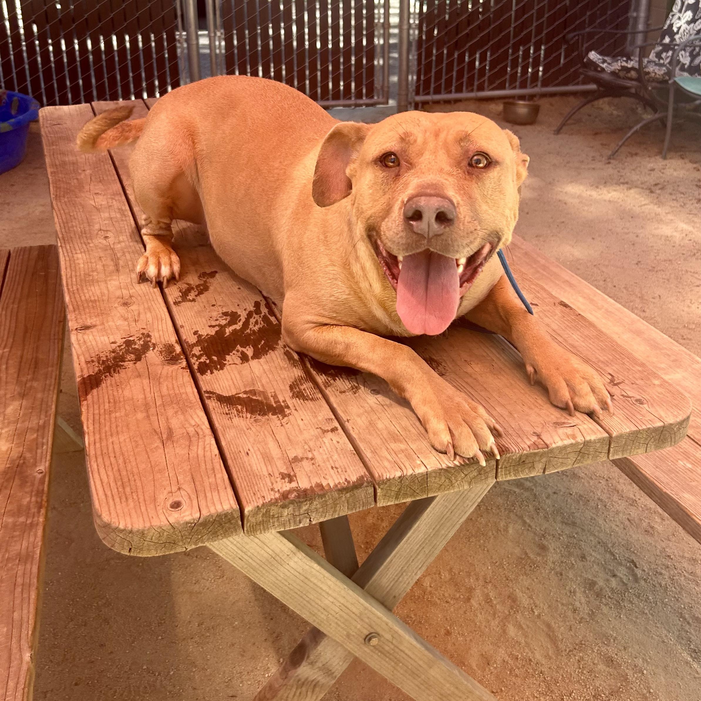 This big couch potato is Chloe Shes a total love and is very drawn to people She hasnt had a