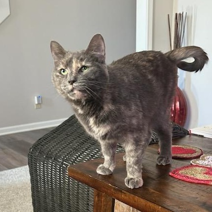 Buttercup thumbnail 3