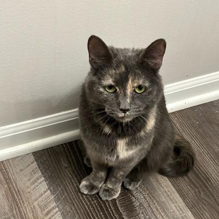 Buttercup thumbnail 4