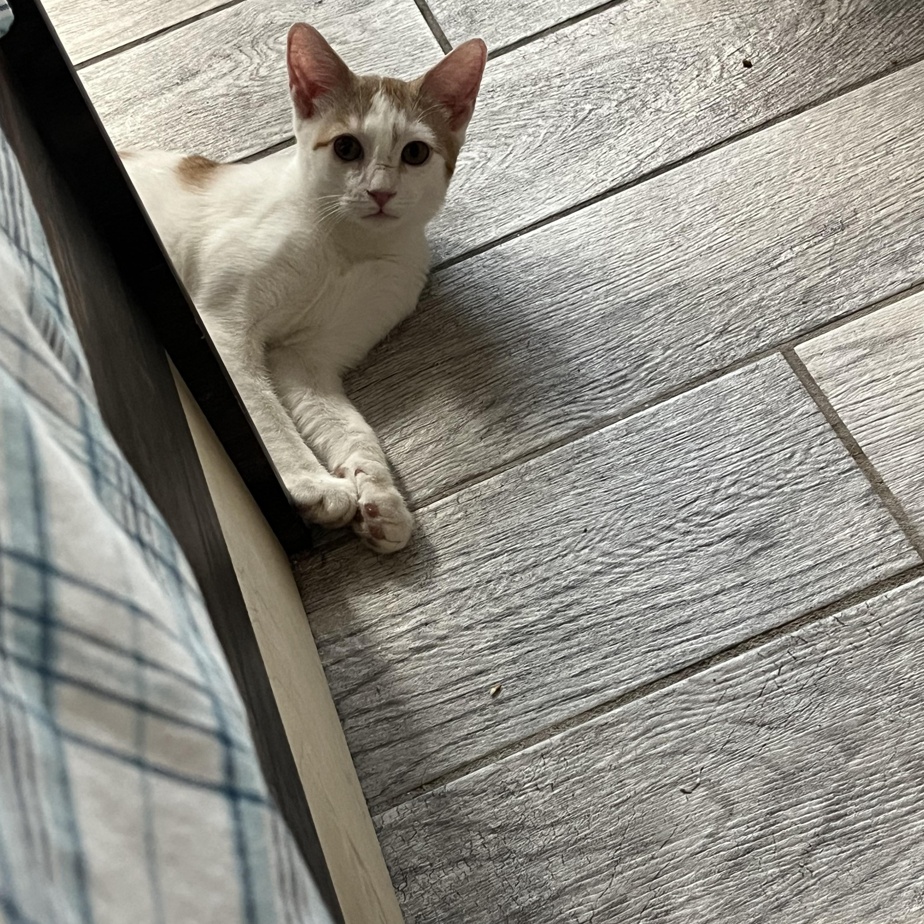 Enlarge Dorito, a Adoptable Domestic Short Hair in Ormond Beach, FL image 1/3