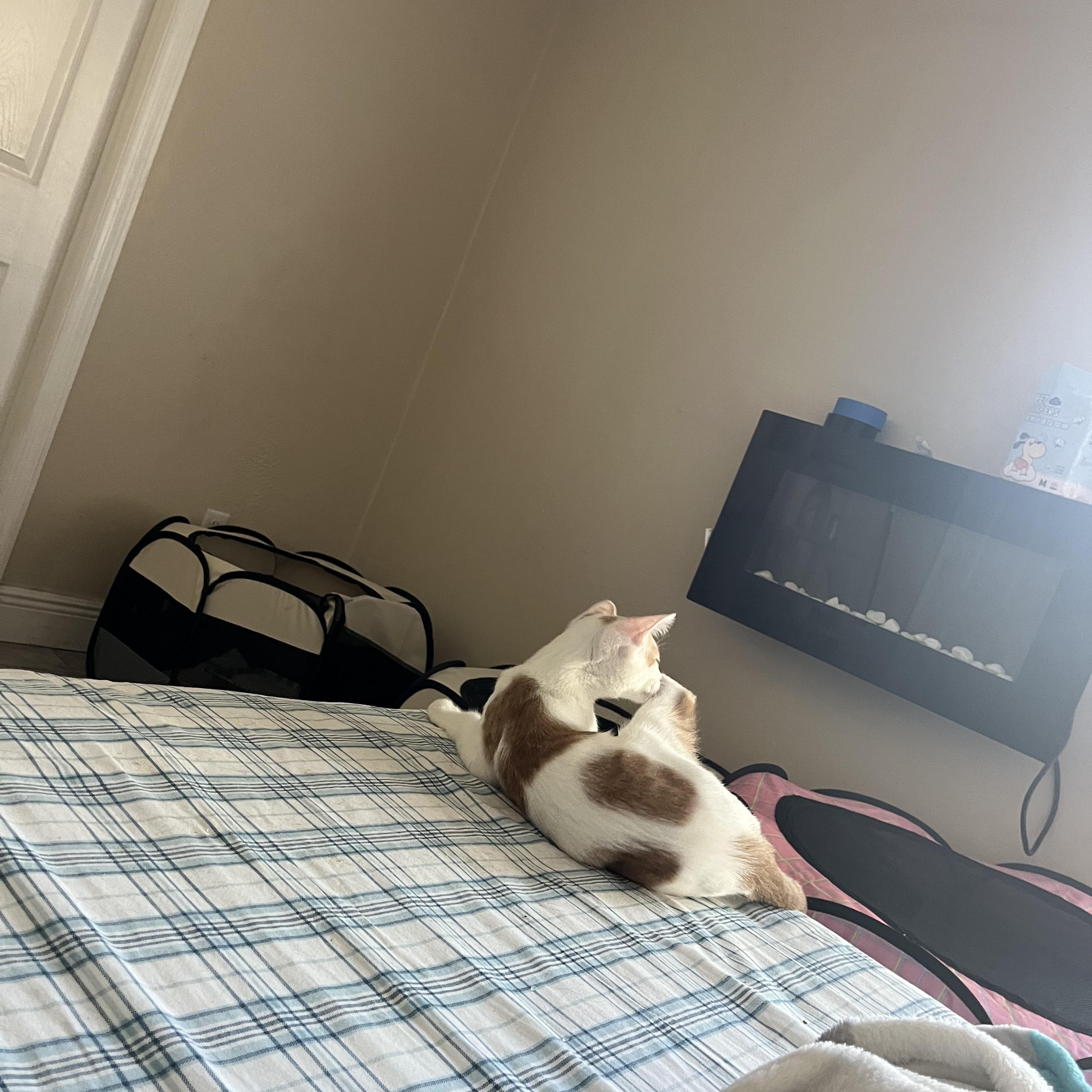 Enlarge Dorito, a Adoptable Domestic Short Hair in Ormond Beach, FL image 2/3