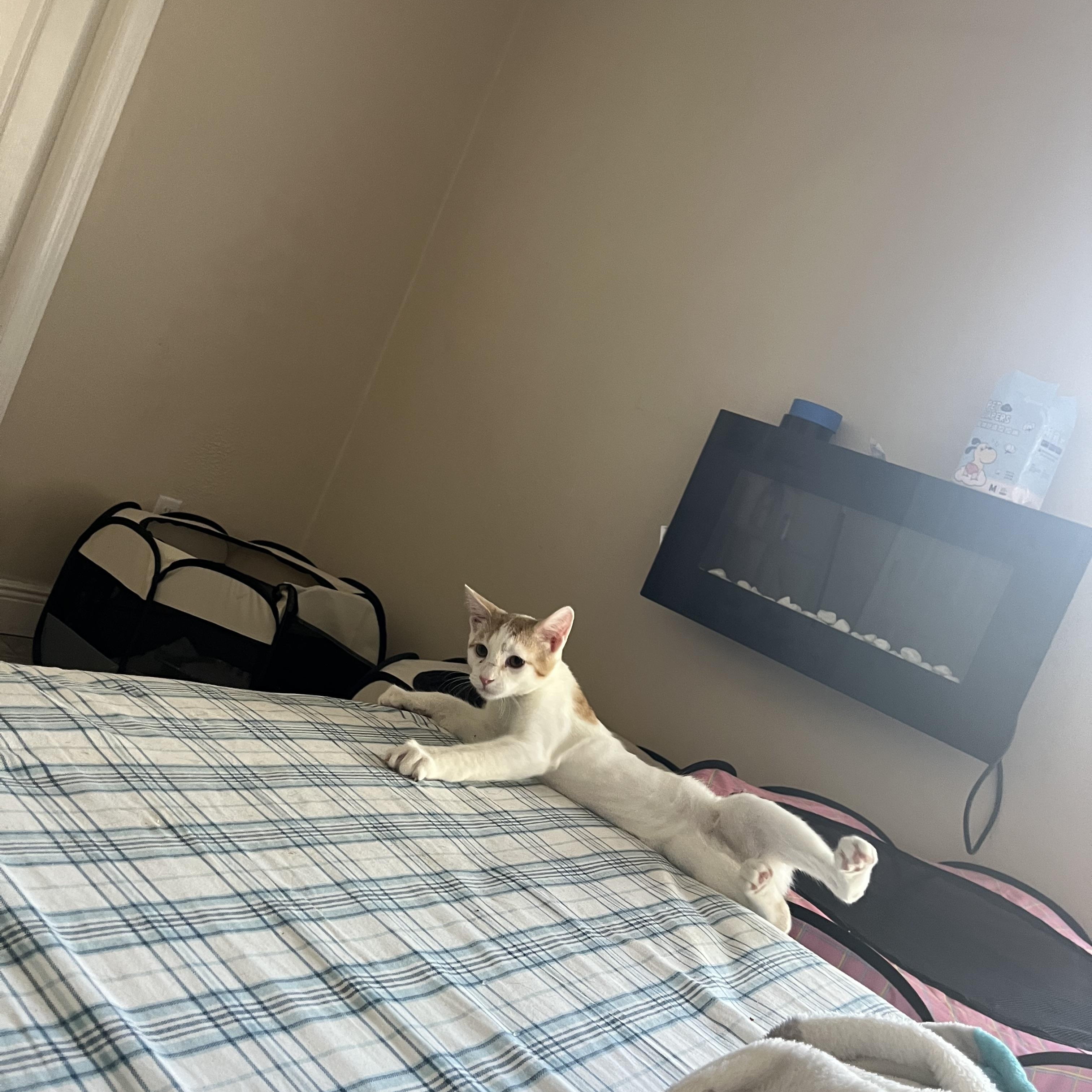 Enlarge Dorito, a Adoptable Domestic Short Hair in Ormond Beach, FL image 3/3