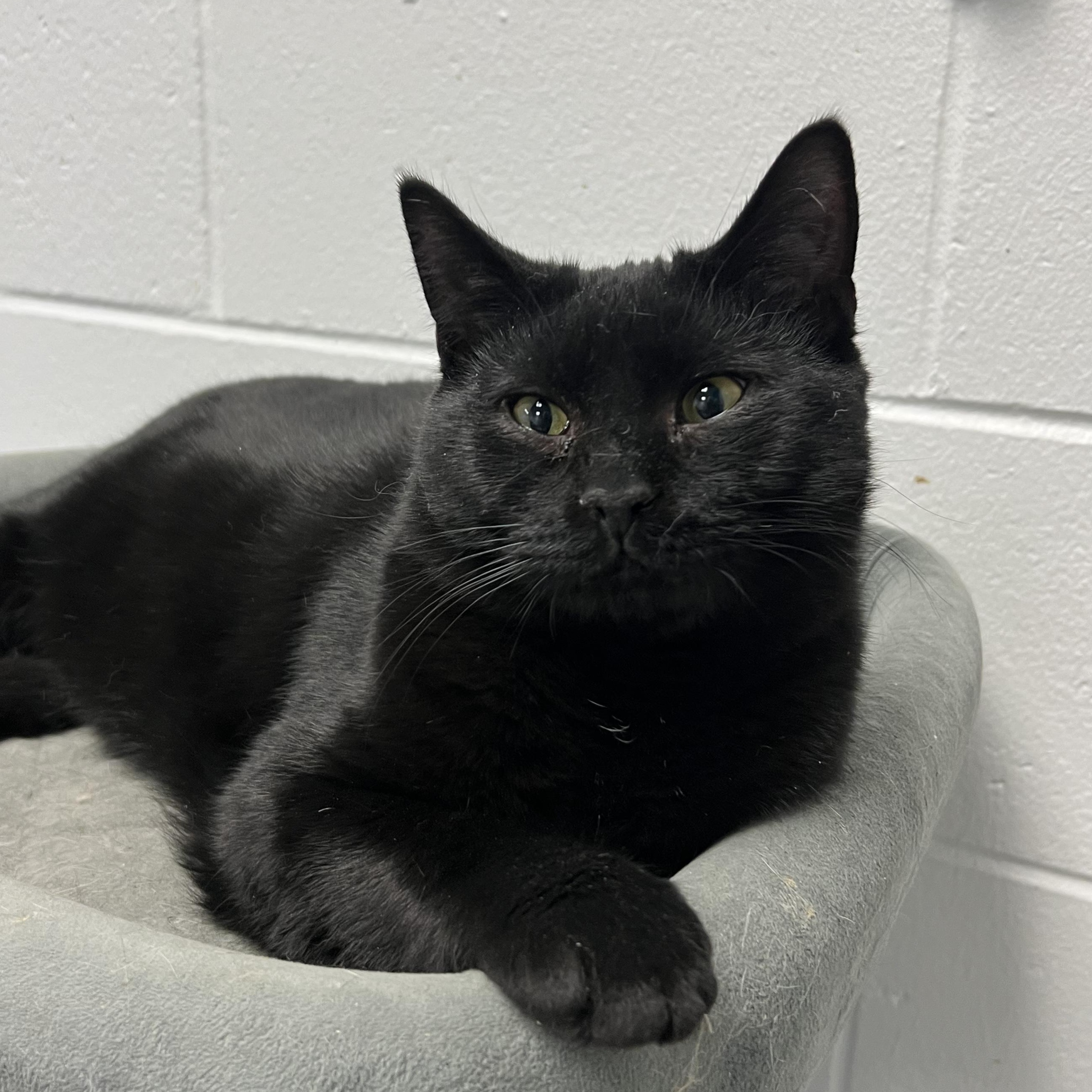 Chocolate Lava, Adoptable, Young Male Domestic Short Hair.