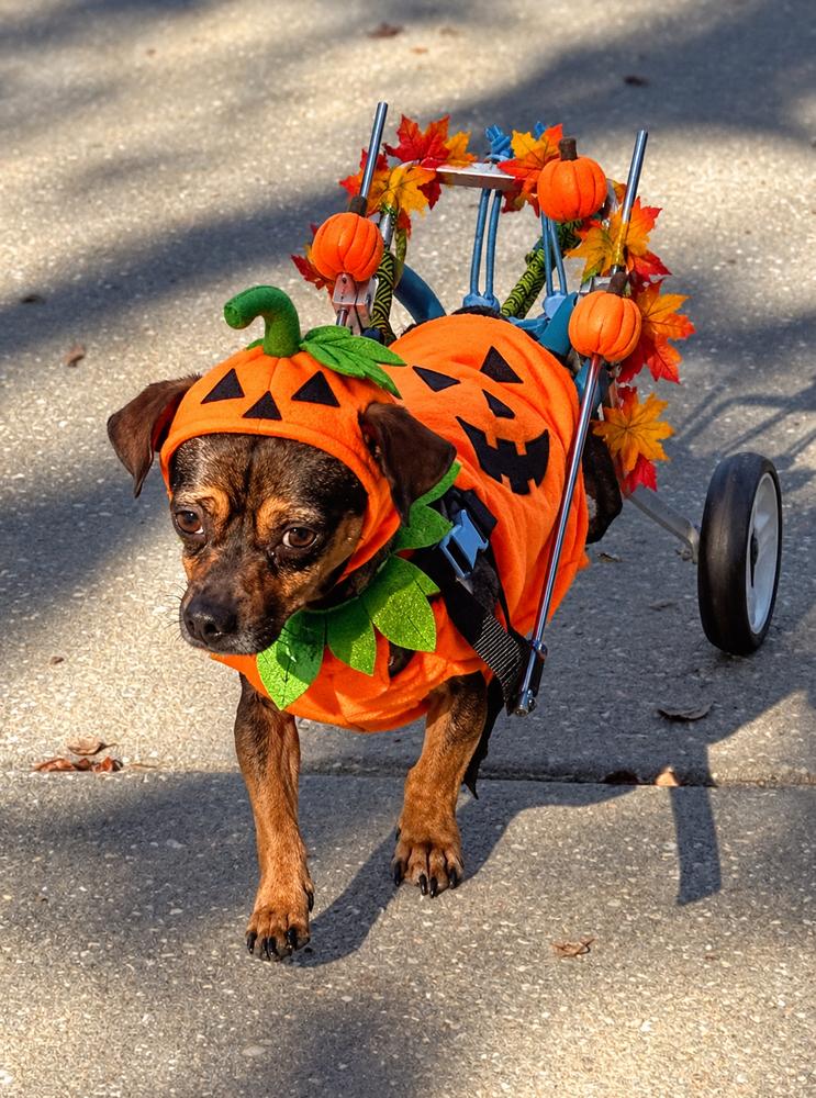 Coyote, Adoptable, Adult Male Terrier.