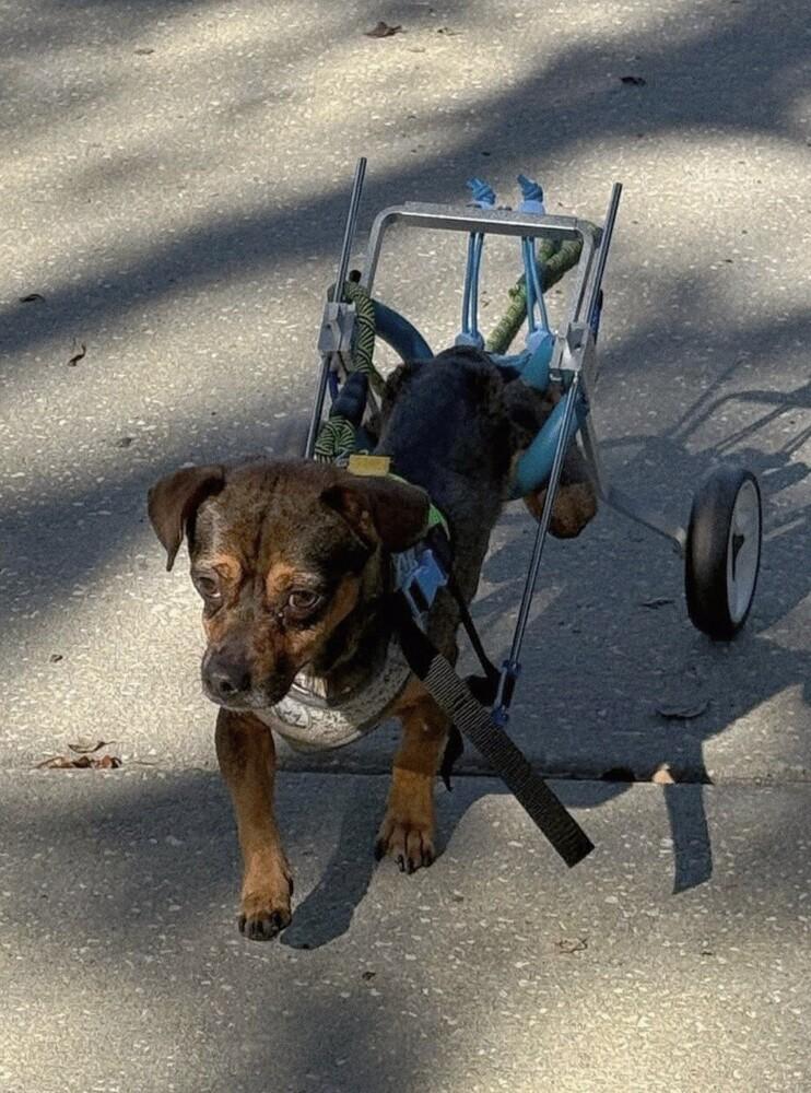 Coyote, Adoptable, Adult Male Terrier.