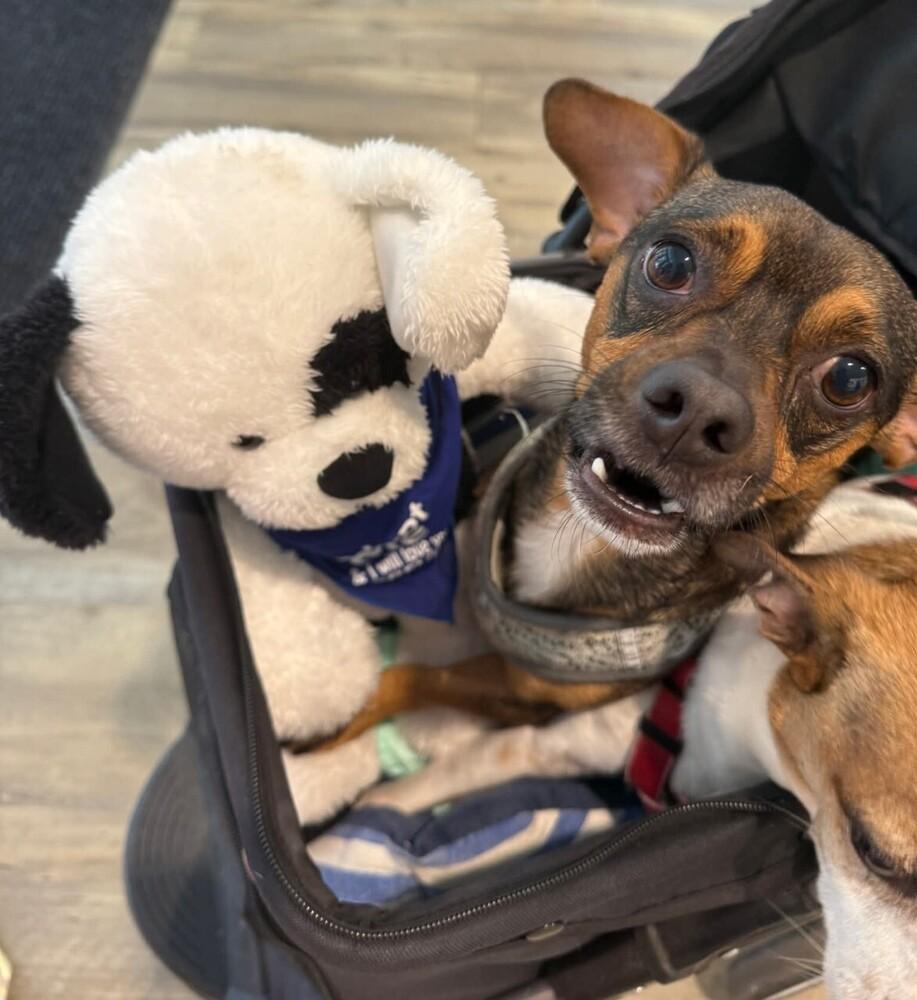 Coyote, a Adoptable mixed breed in Winter Garden, FL image 2/3