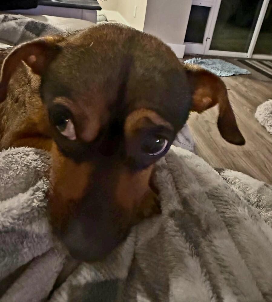 Coyote, a Adoptable mixed breed in Winter Garden, FL image 3/3