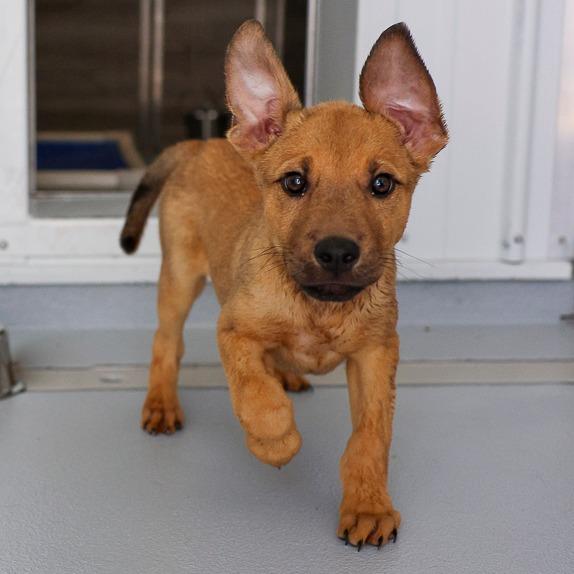 Basil, Adoptable, Puppy Female Mixed Breed.