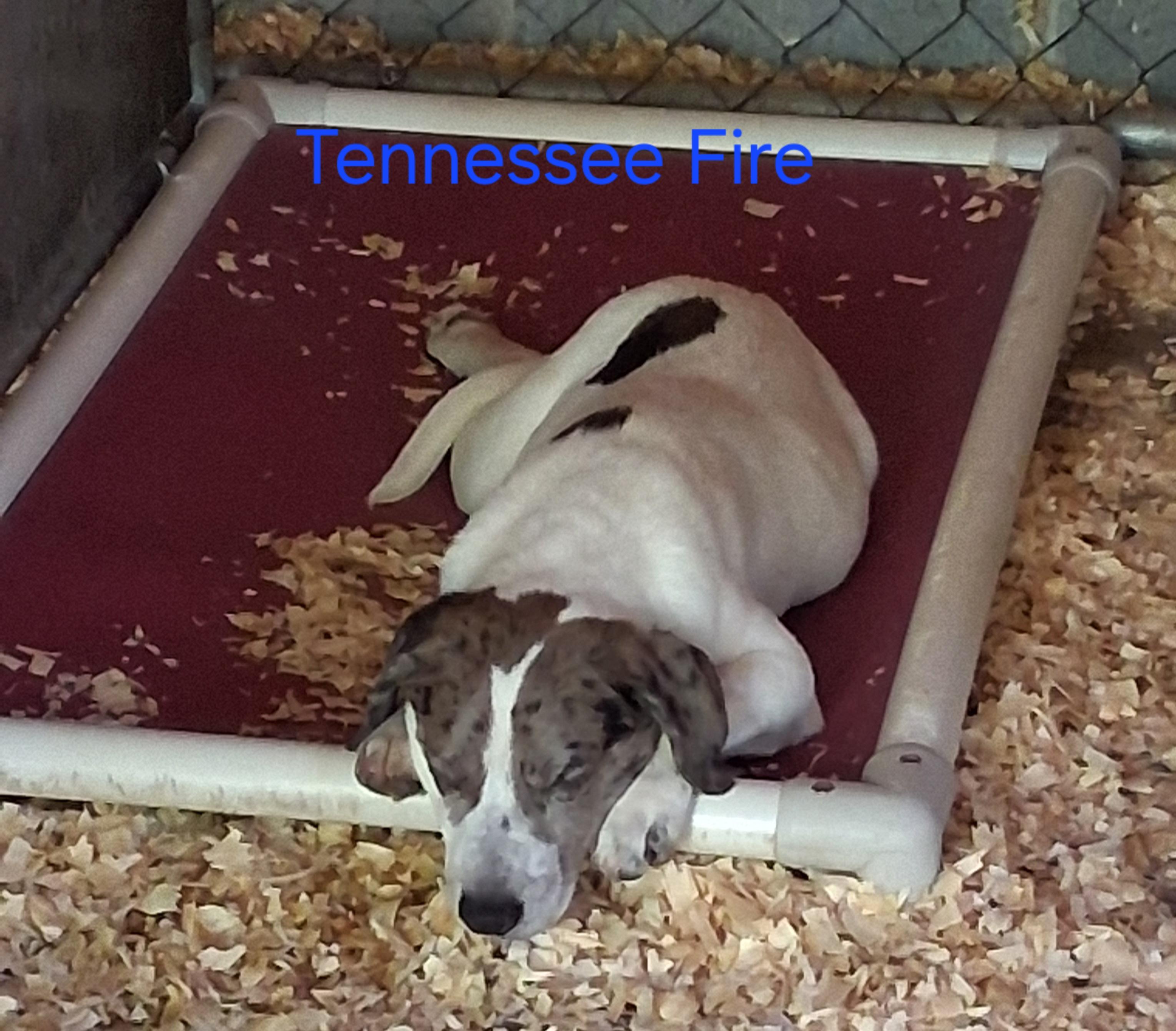 Tennessee Fire, Adopted, Young Male Catahoula Leopard Dog.
