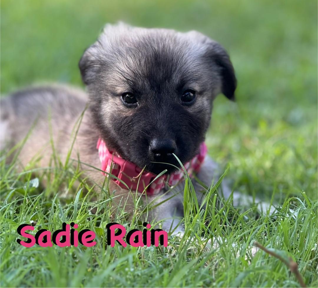 Sadie Rain