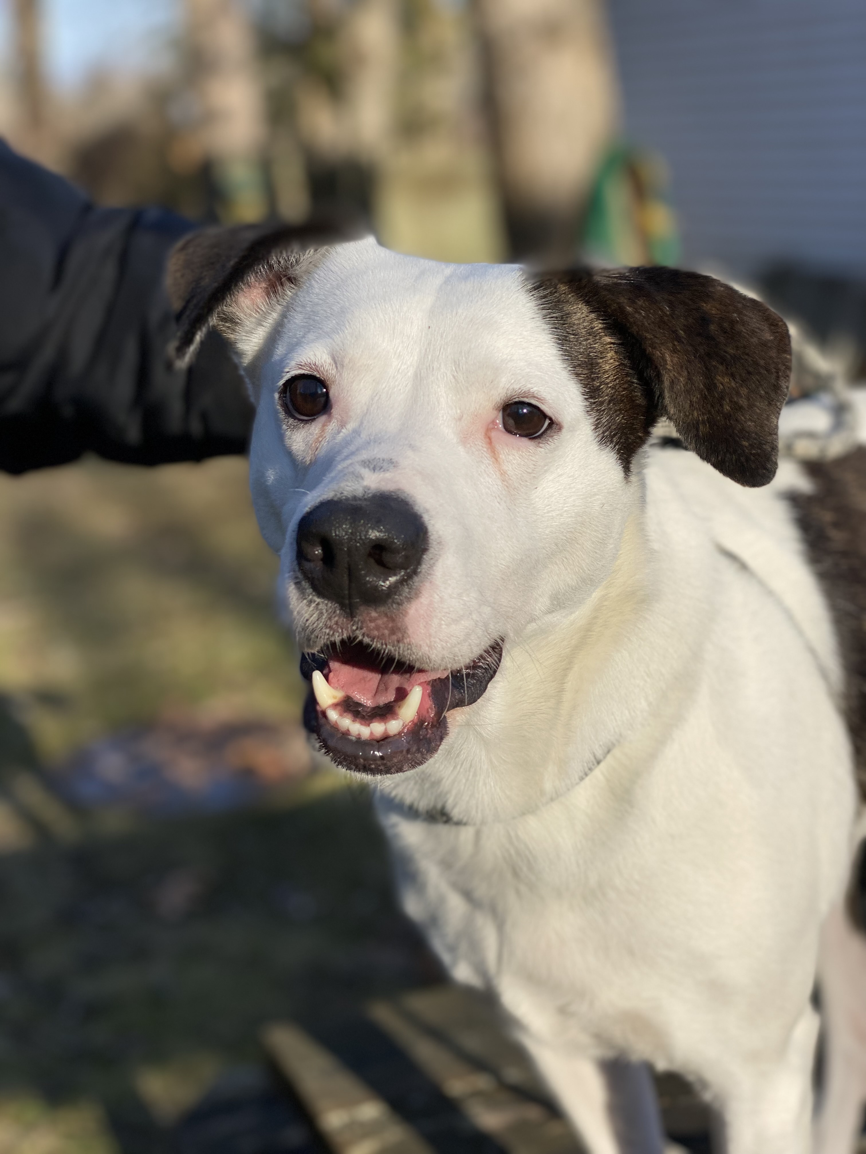 Enlarge Lilly, a Adoptable Terrier in Calverton, NY image 1/8
