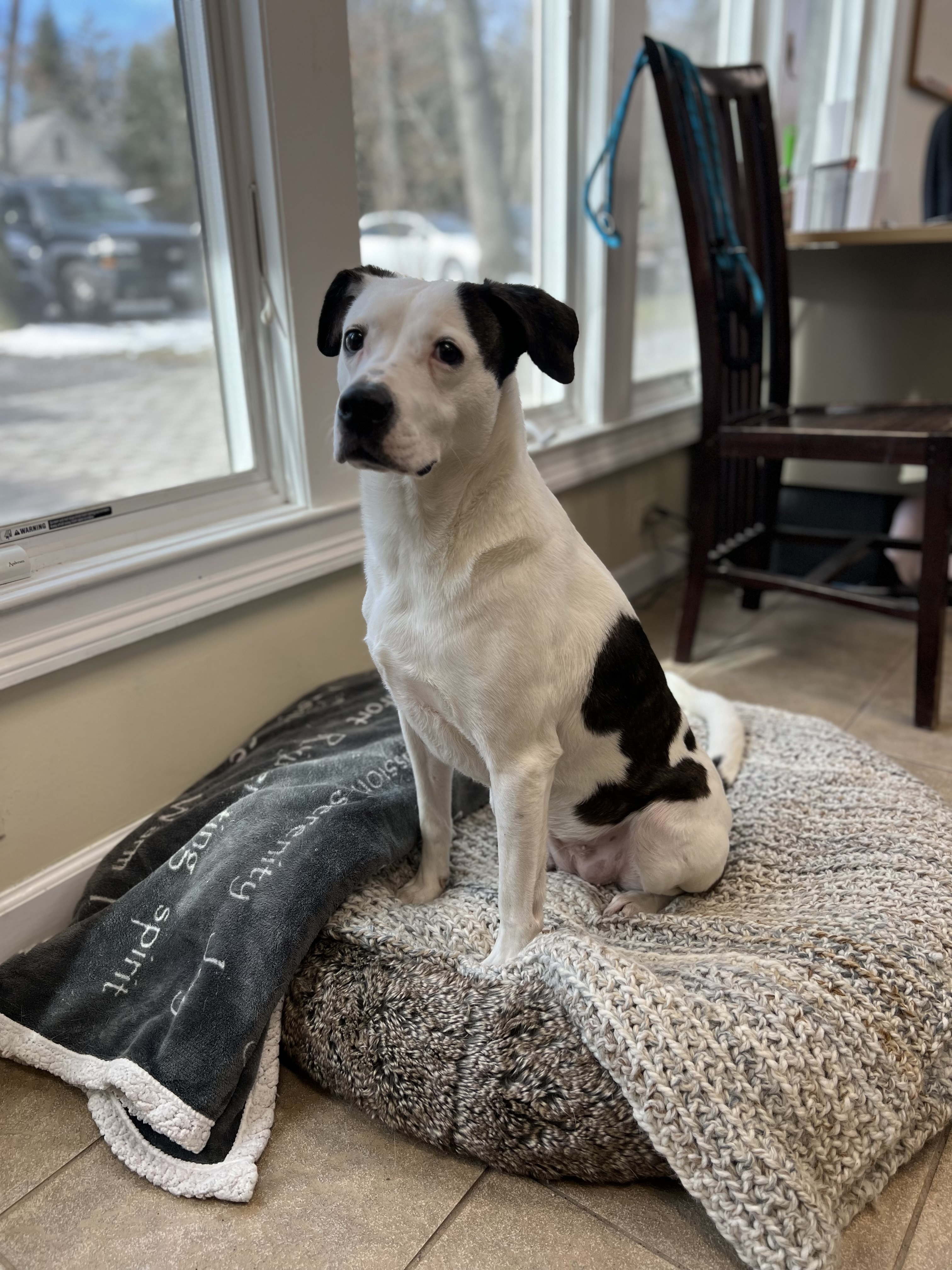 Enlarge Lilly, a Adoptable Terrier in Calverton, NY image 2/8