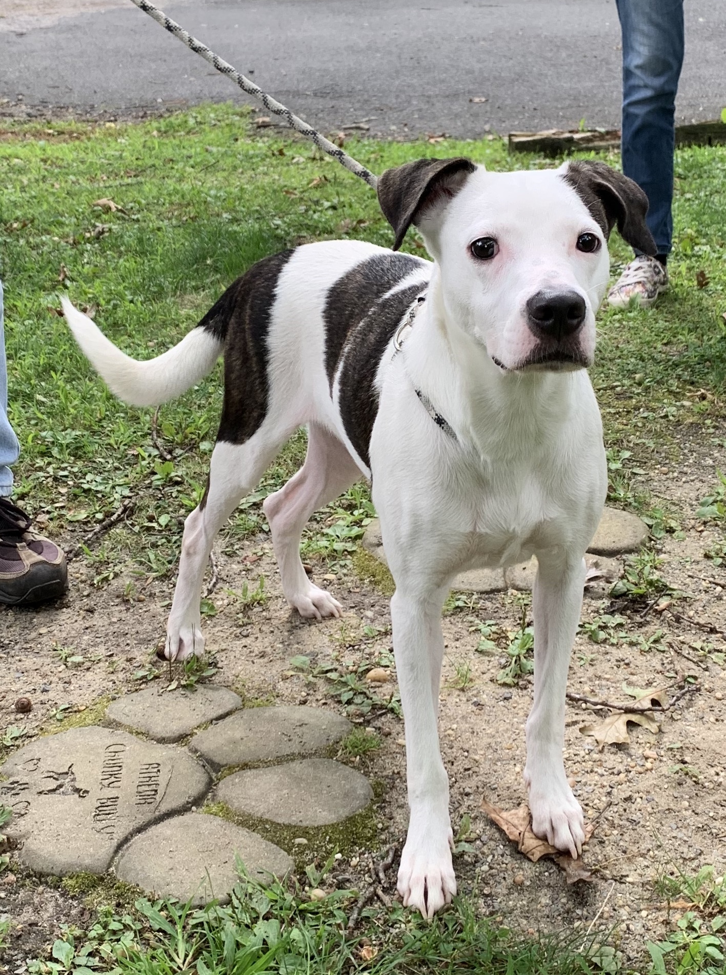 Enlarge Lilly, a Adoptable Terrier in Calverton, NY image 3/8