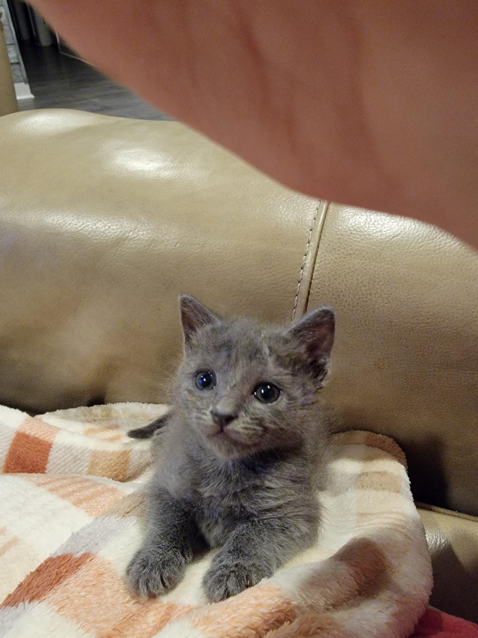 Blu