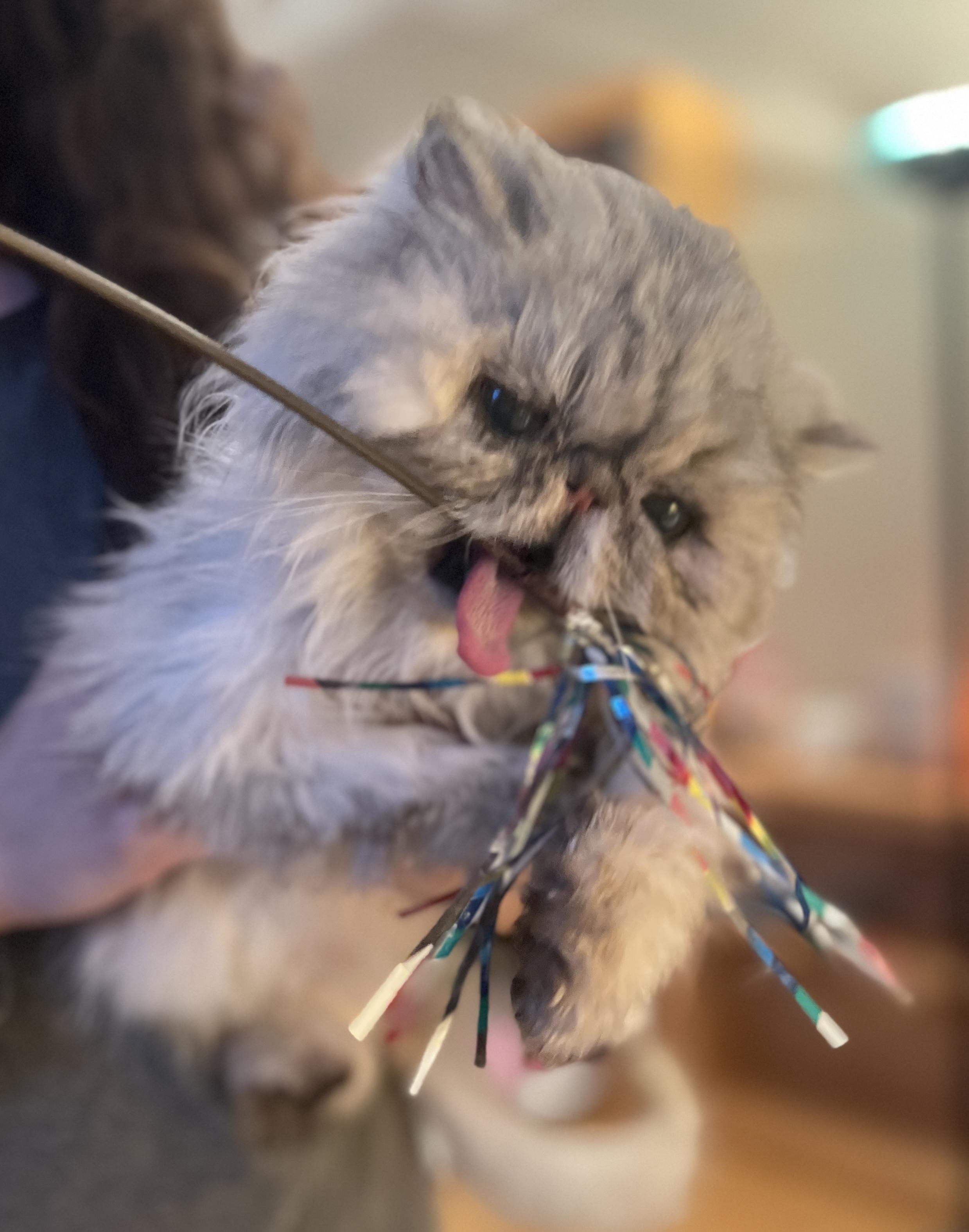 Enlarge Rory, a Adoptable Persian in valparaiso, IN image 2/6