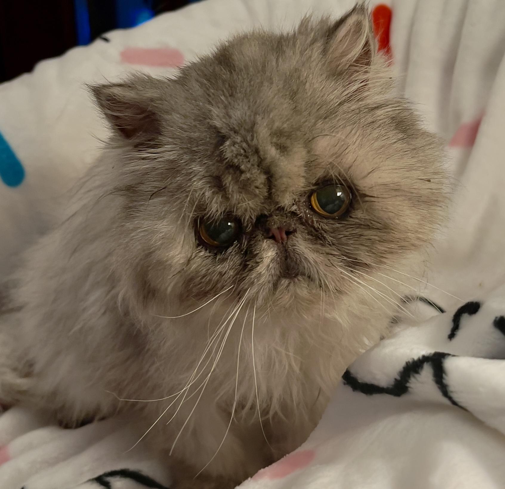 Enlarge Rory, a Adoptable Persian in valparaiso, IN image 6/6