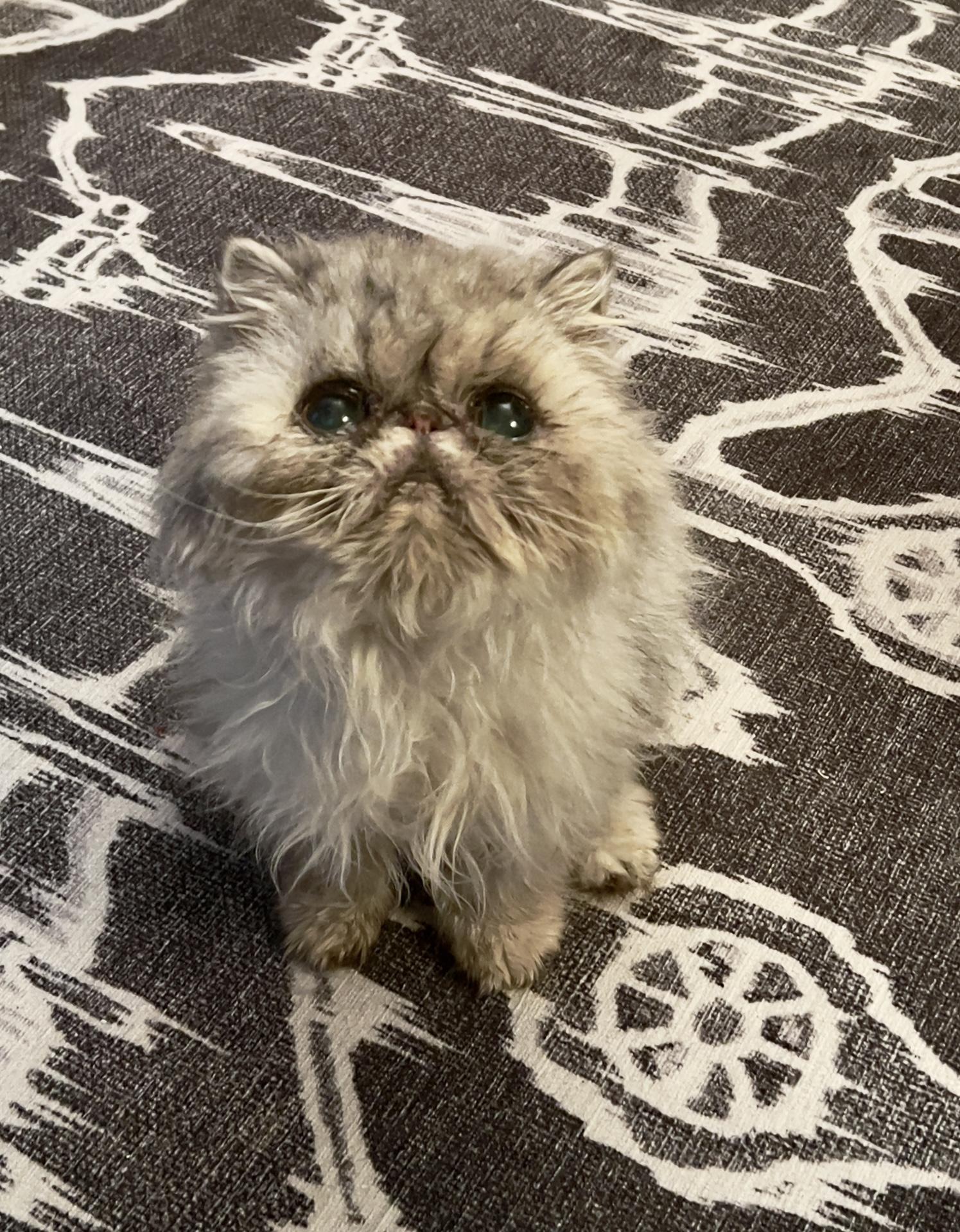 Enlarge Rory, a Adoptable Persian in valparaiso, IN image 5/6