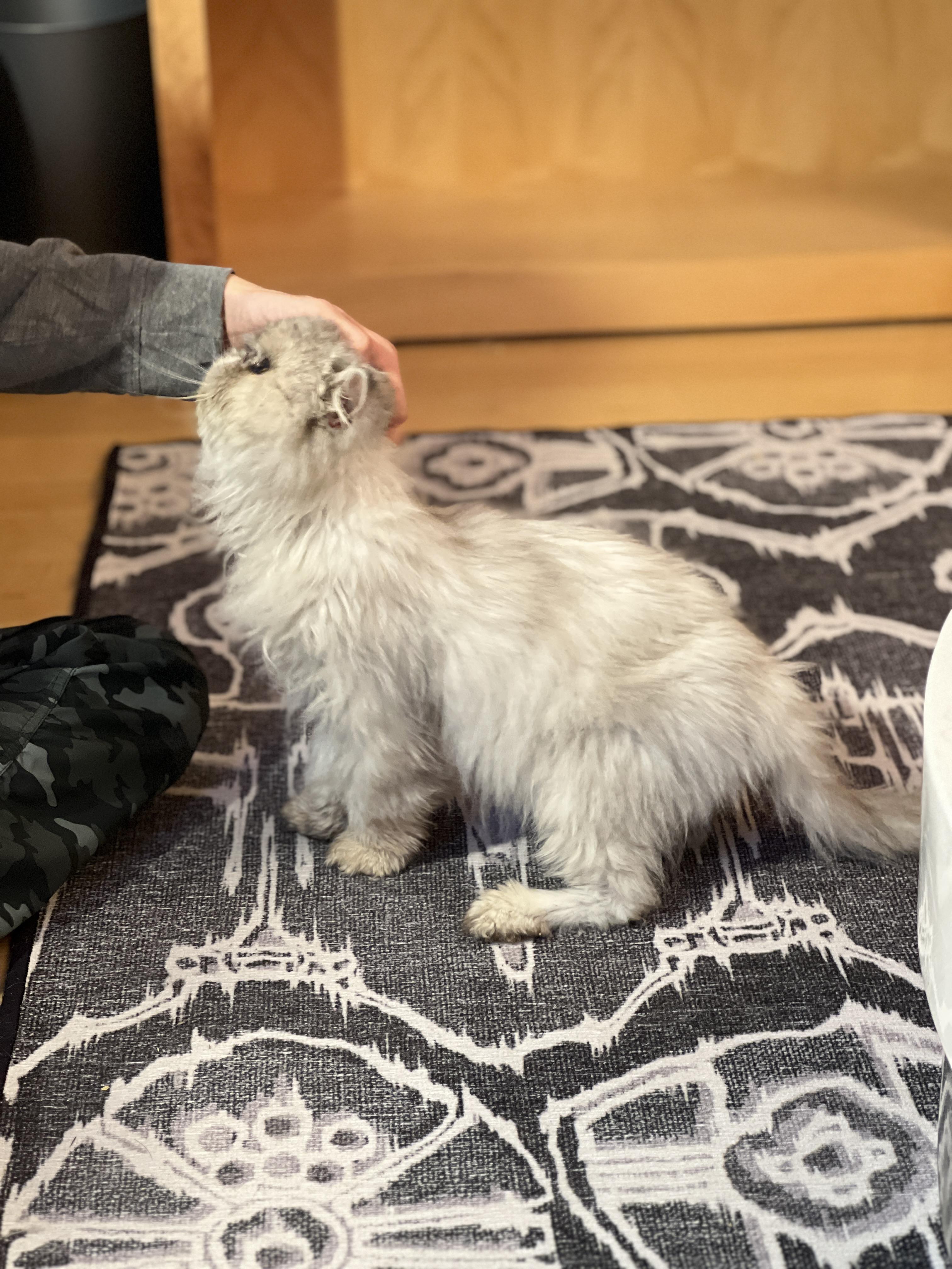 Enlarge Rory, a Adoptable Persian in valparaiso, IN image 3/6