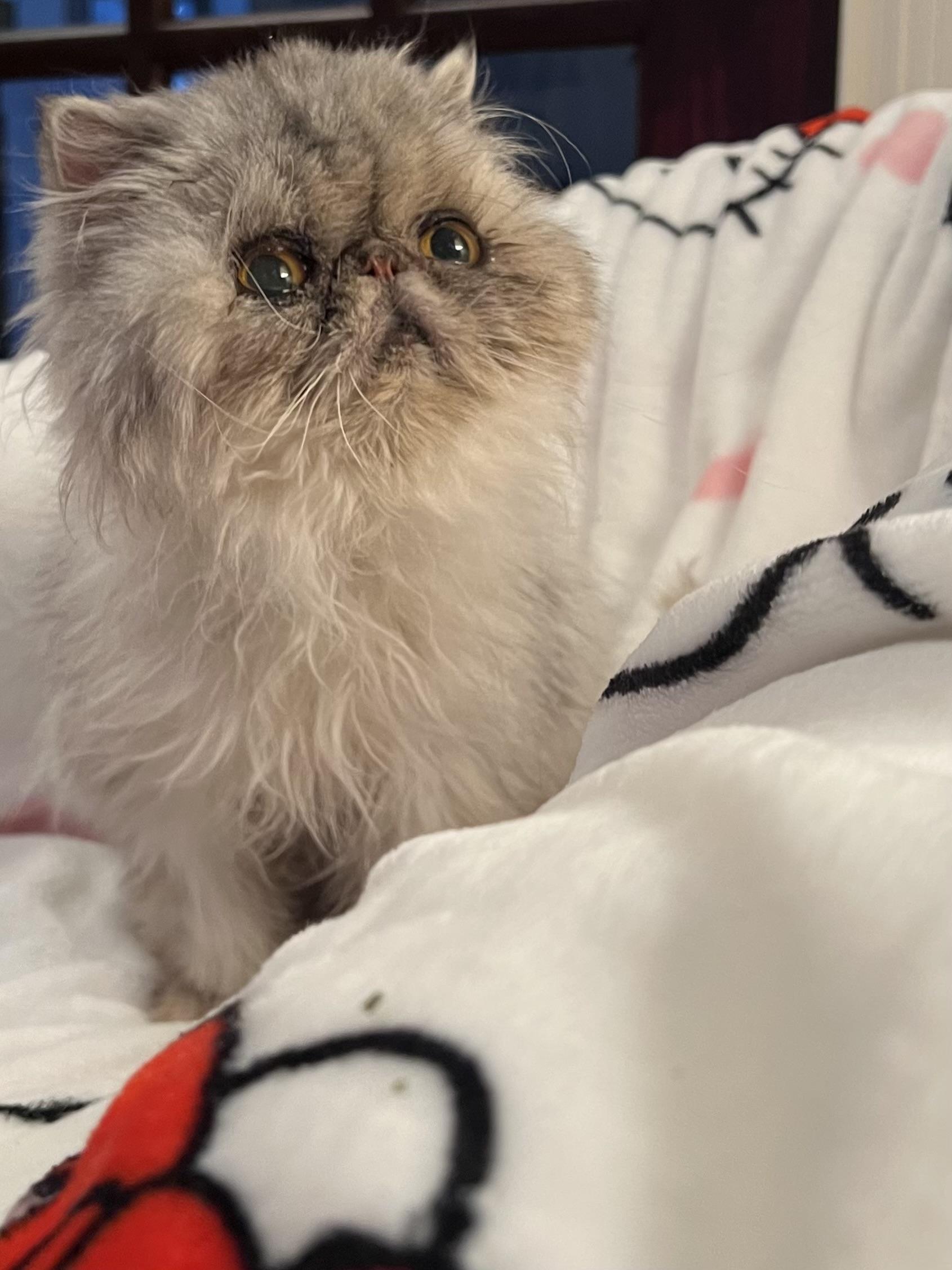 Rory, Adoptable, Adult Female Persian.