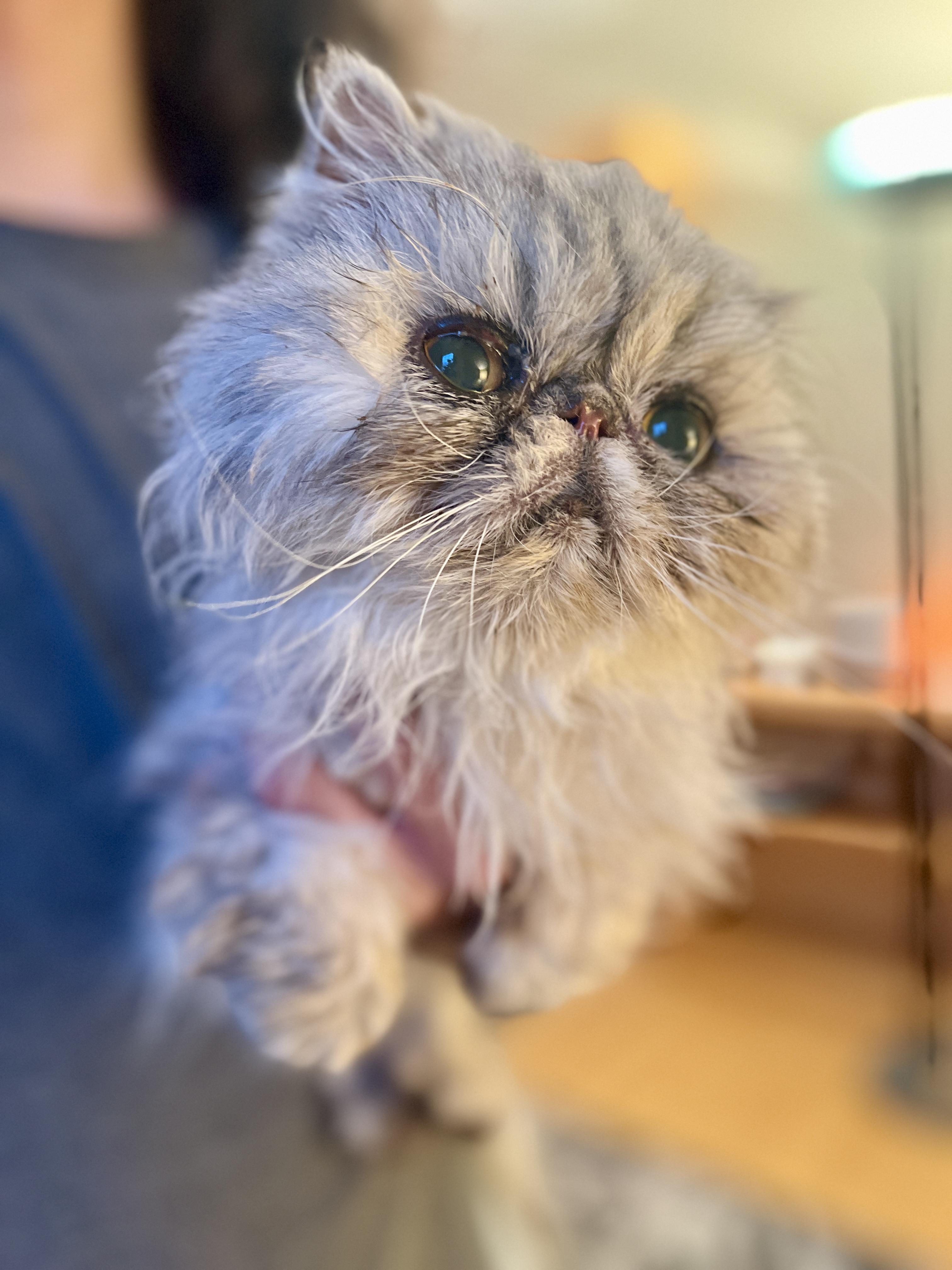Enlarge Rory, a Adoptable Persian in valparaiso, IN image 4/6