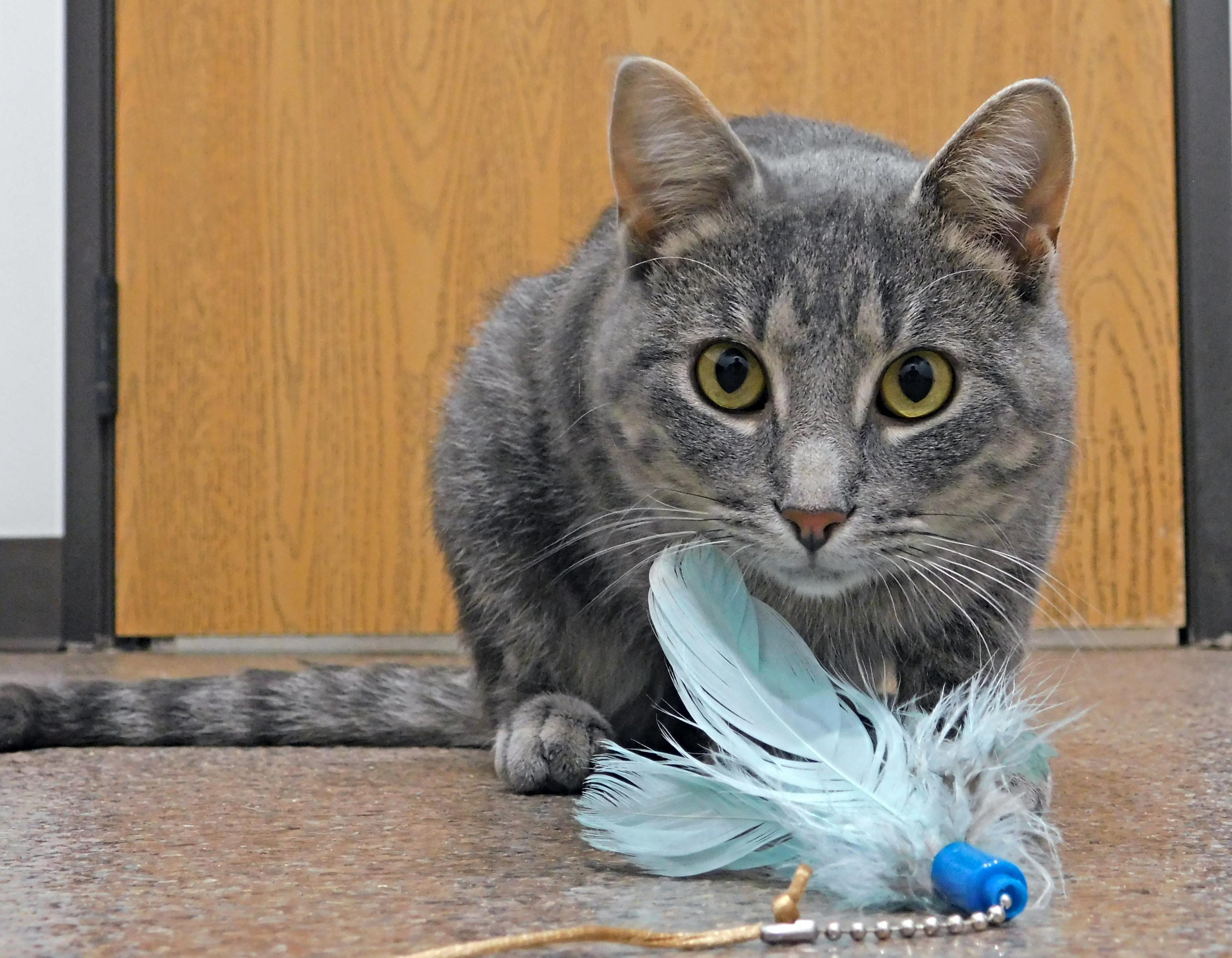 Enlarge River, a Adoptable Domestic Short Hair in Sault Sainte Marie, MI image 1/1