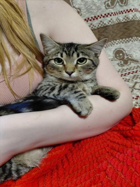 TOAST, Adoptable, Young Male Domestic Short Hair.