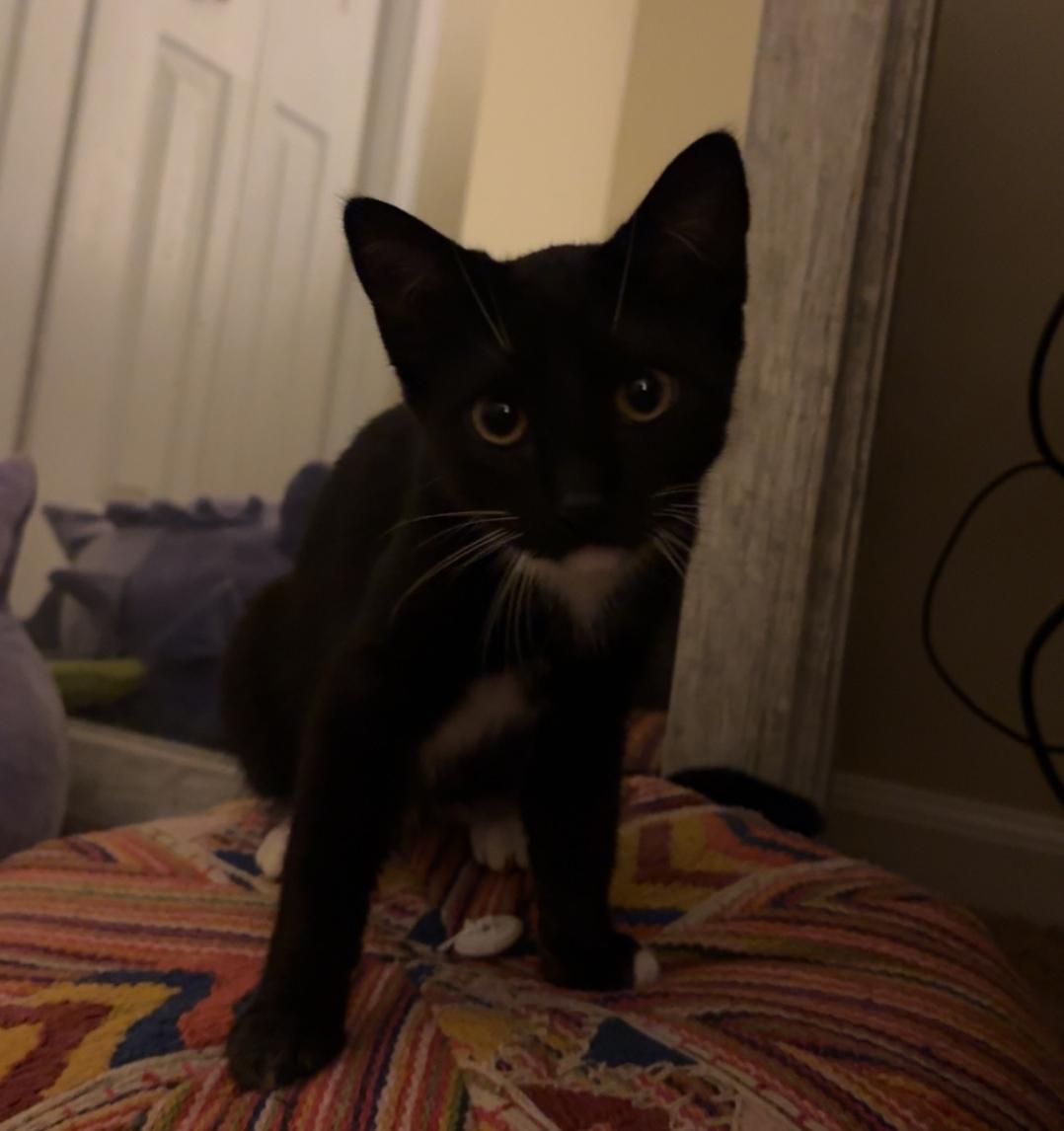 Lyla - In Foster