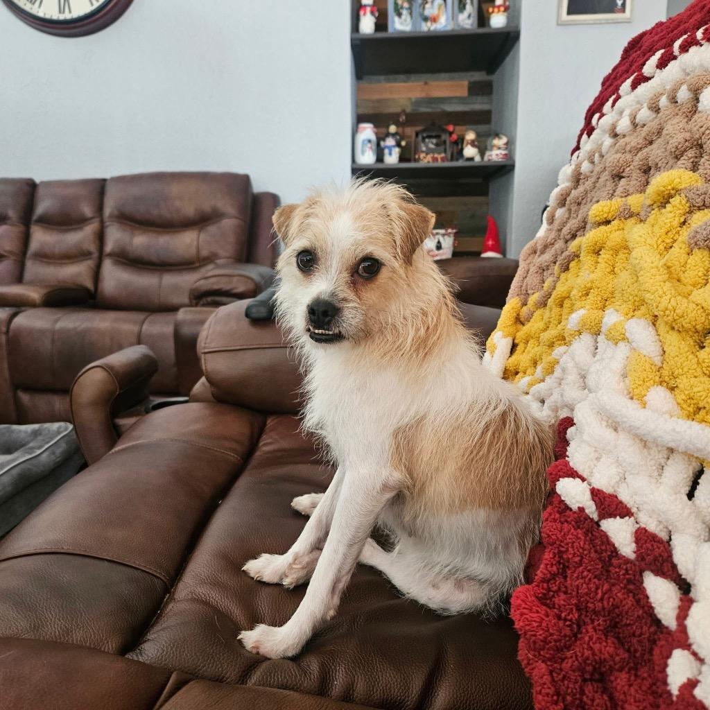 Ginger, Adoptable, Adult Female Terrier.