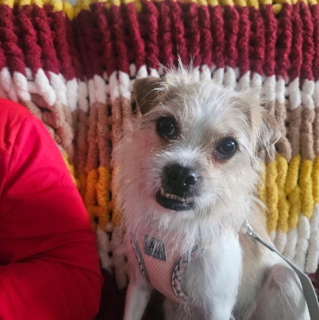 Ginger, Adoptable, Young Female Terrier.