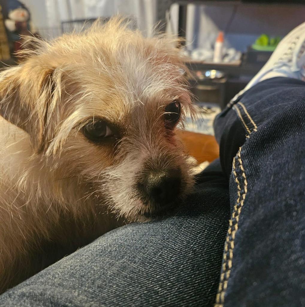 Ginger, a Adoptable mixed breed in Bristol, WI image 2/6