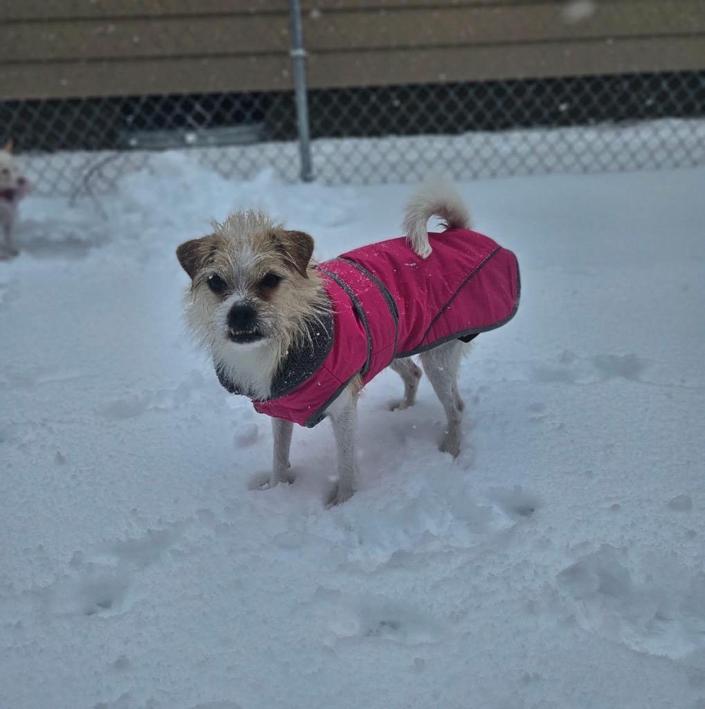 Ginger, a Adoptable mixed breed in Bristol, WI image 3/6