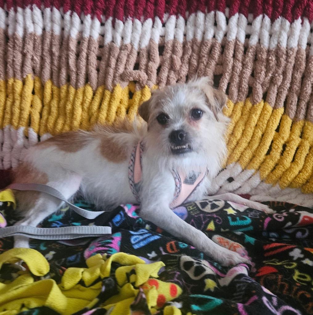 Ginger, a Adoptable mixed breed in Bristol, WI image 4/6