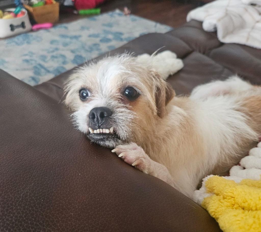 Ginger, a Adoptable mixed breed in Bristol, WI image 6/6