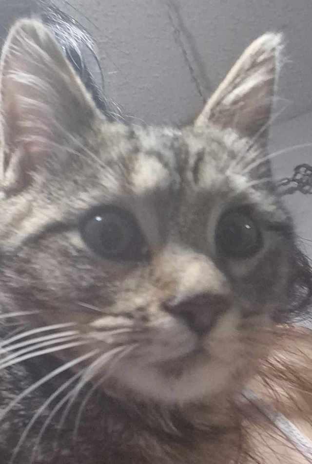 Enlarge Spidey, a Adoptable Domestic Short Hair in Tampa, FL image 1/3