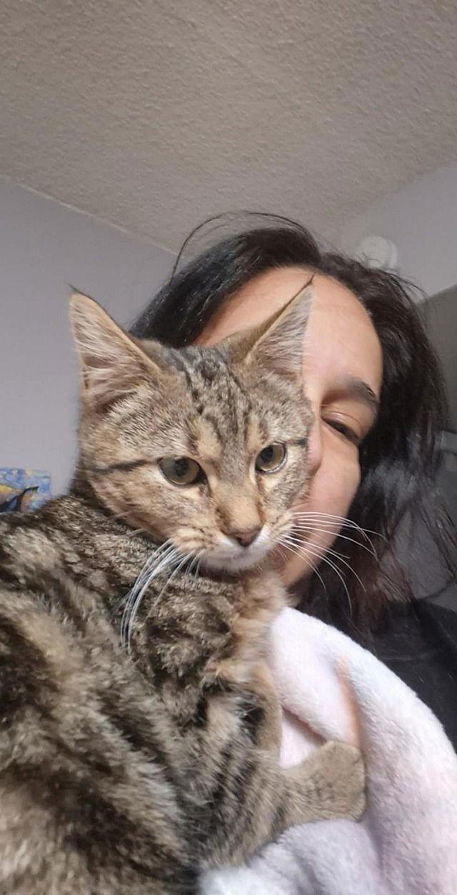 Enlarge Spidey, a Adoptable Domestic Short Hair in Tampa, FL image 2/3