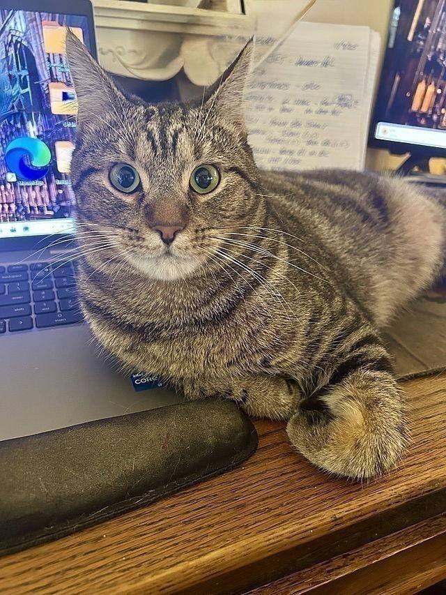 Enlarge Spidey, a Adoptable Domestic Short Hair in Tampa, FL image 2/3