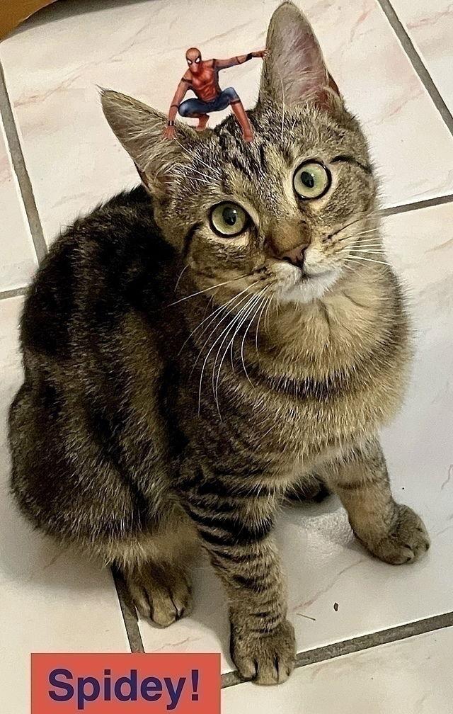 Enlarge Spidey, a Adoptable Domestic Short Hair in Tampa, FL image 3/3