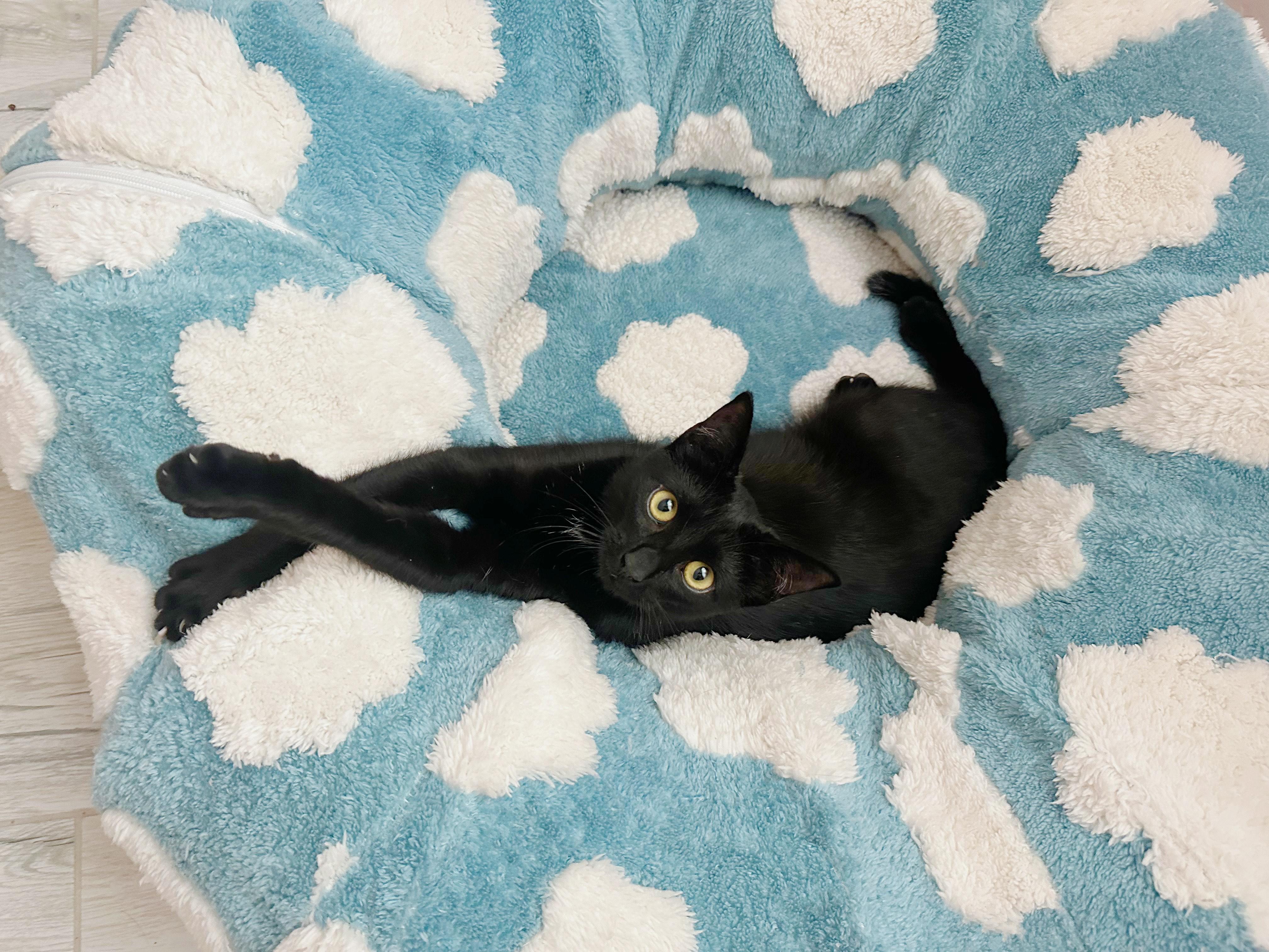 Meep, a ADOPTABLE Domestic Short Hair in San Diego, CA image 1/5