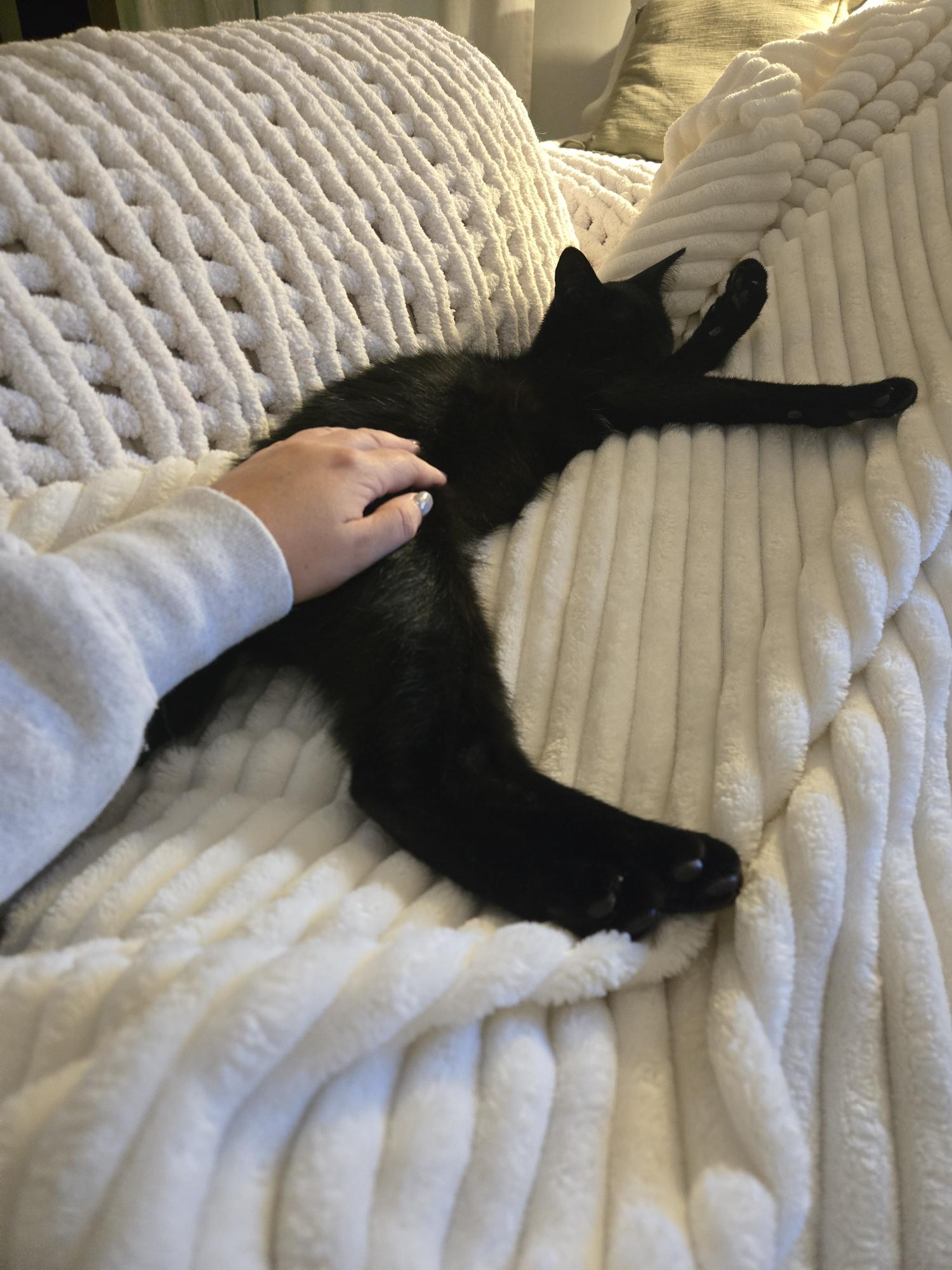 Meep, adopted, Kitten Male Domestic Short Hair.