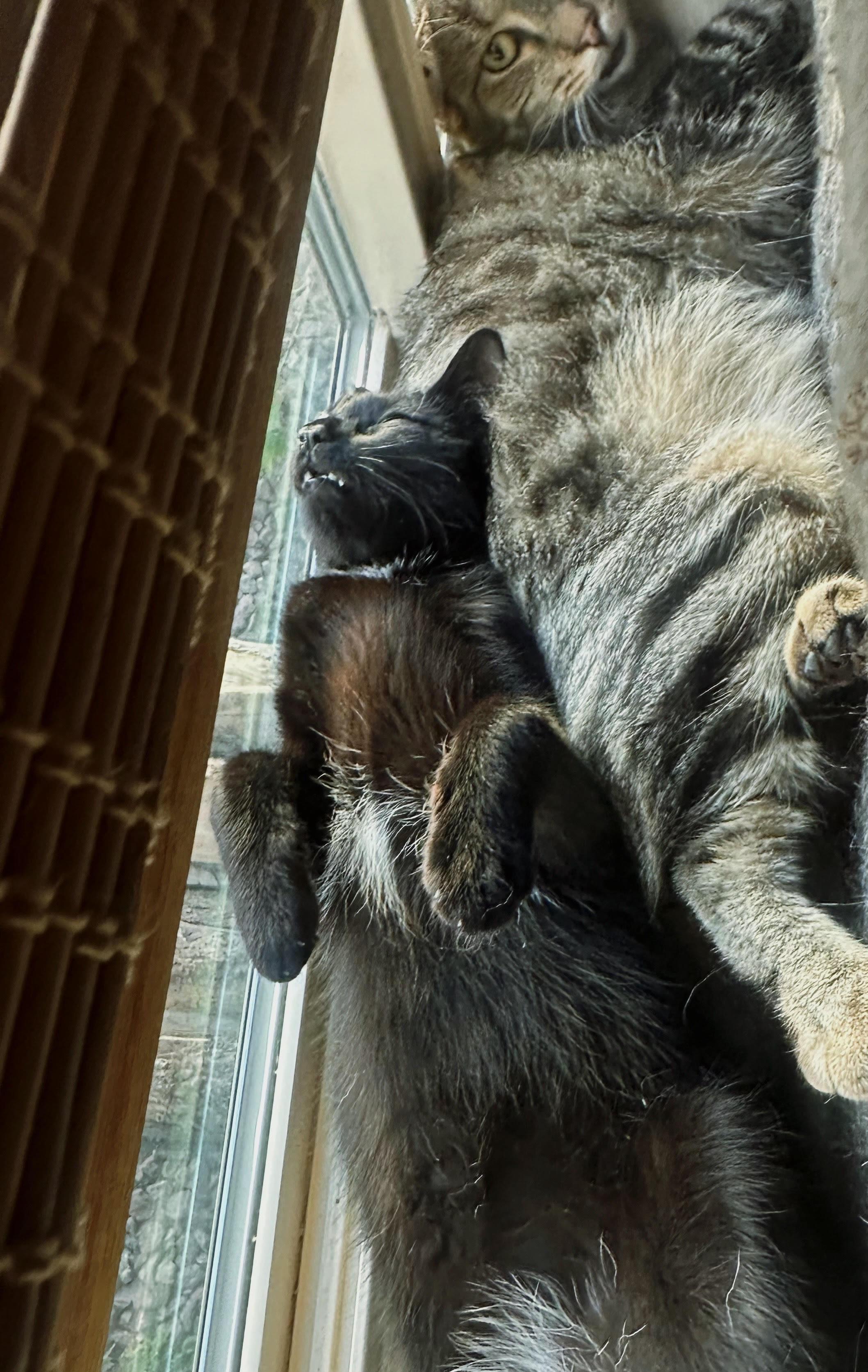 Meep, a ADOPTABLE Domestic Short Hair in San Diego, CA image 4/5