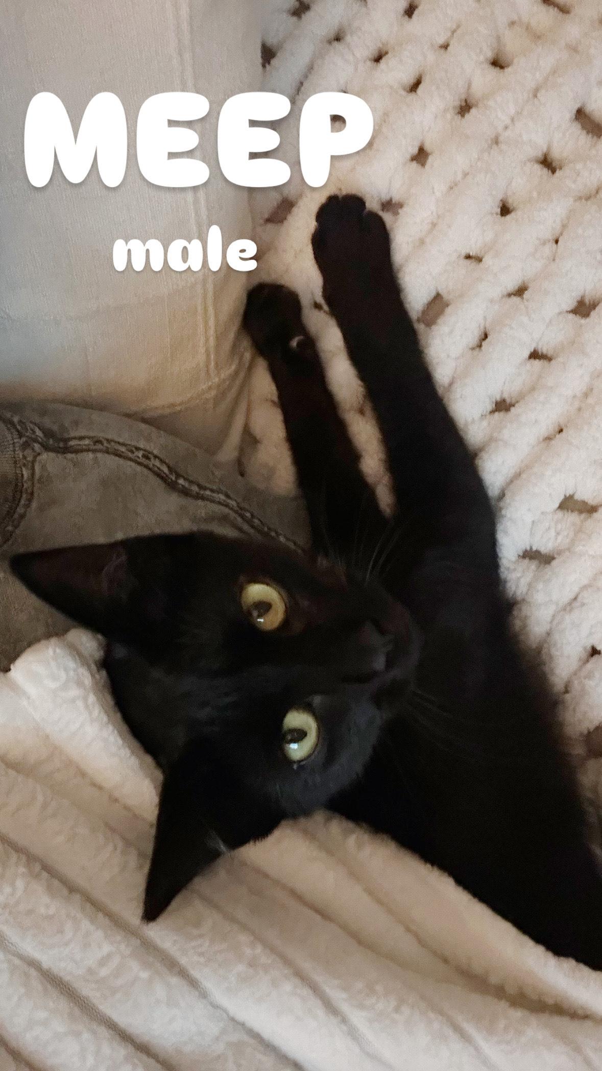 Meep, a ADOPTABLE Domestic Short Hair in San Diego, CA image 5/5