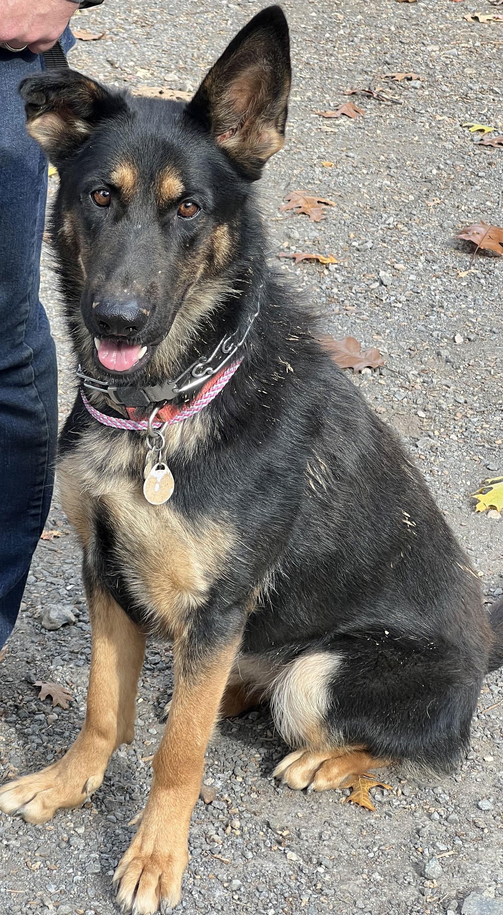 Rainey, Adoptable, Adult Female German Shepherd Dog.