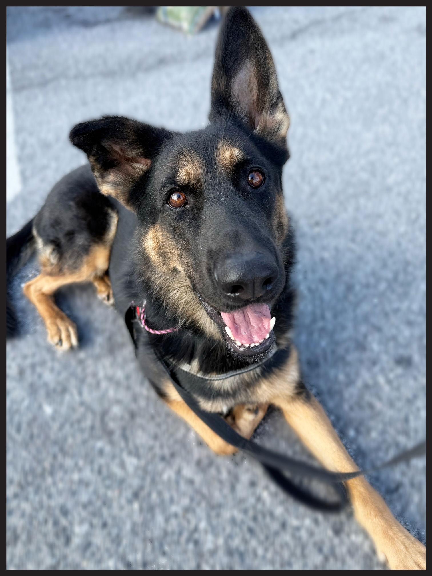 Rainey, a Adoptable German Shepherd Dog in Baltimore, MD image 2/3