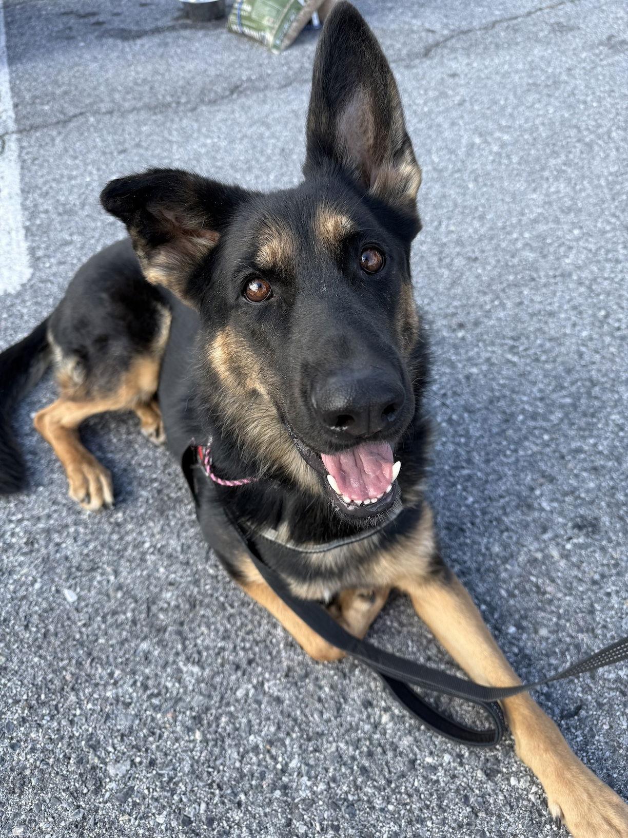 Rainey, a Adoptable German Shepherd Dog in Baltimore, MD image 3/3